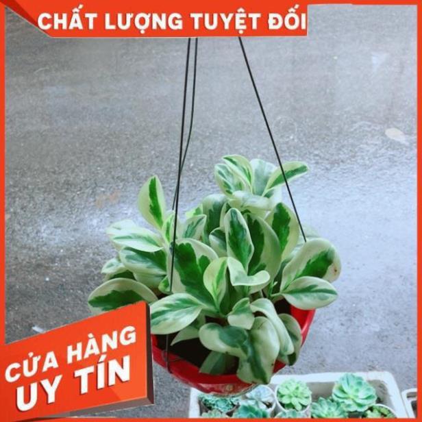 Chậu Trường Sinh