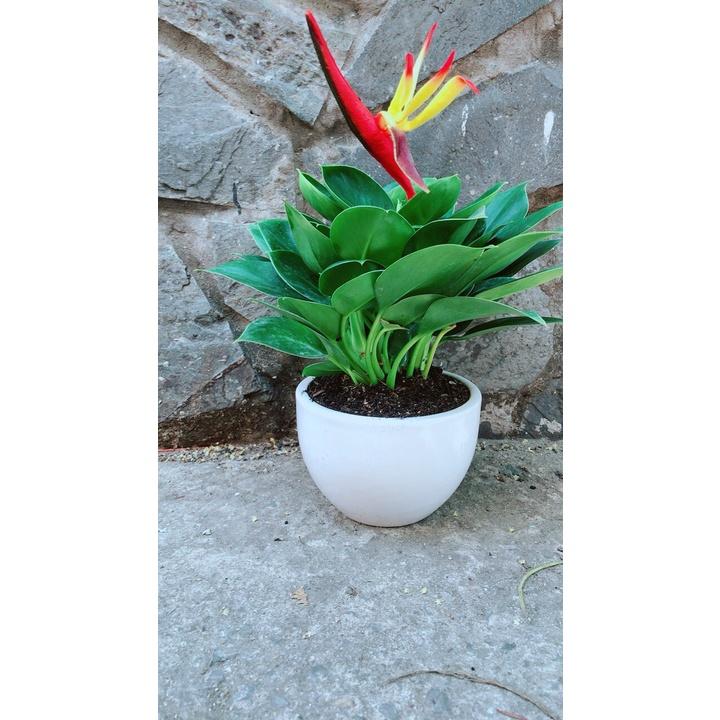 Chậu Cây Trầu Bà Đế Vương Xanh