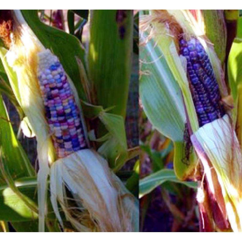 Hạt giống ngô ngũ sắc 30 hạt/gói