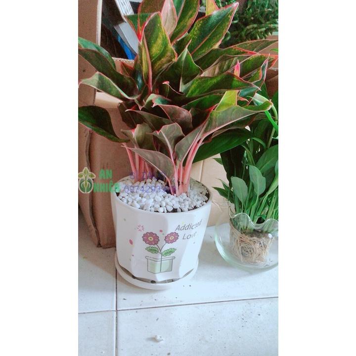 Chậu Cây Phú Quý