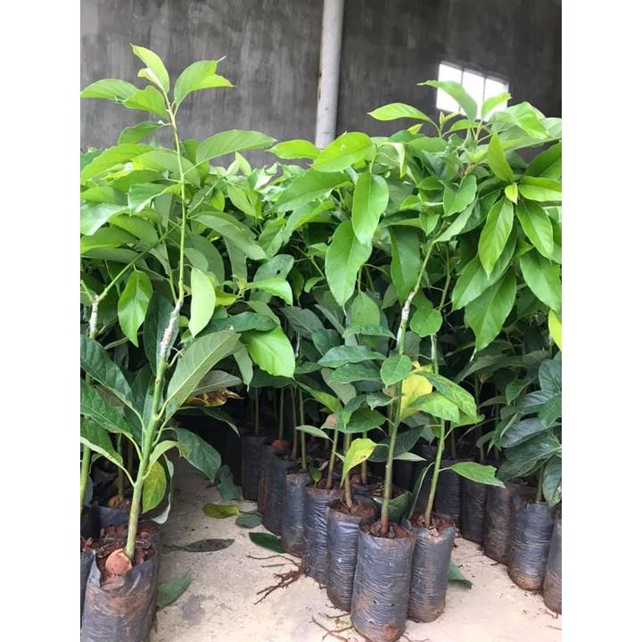 Cây giống bơ sáp, cây giống bơ 034, cây giống khỏe dễ trồng ít sâu bệnh, cây thấp năng suất cao