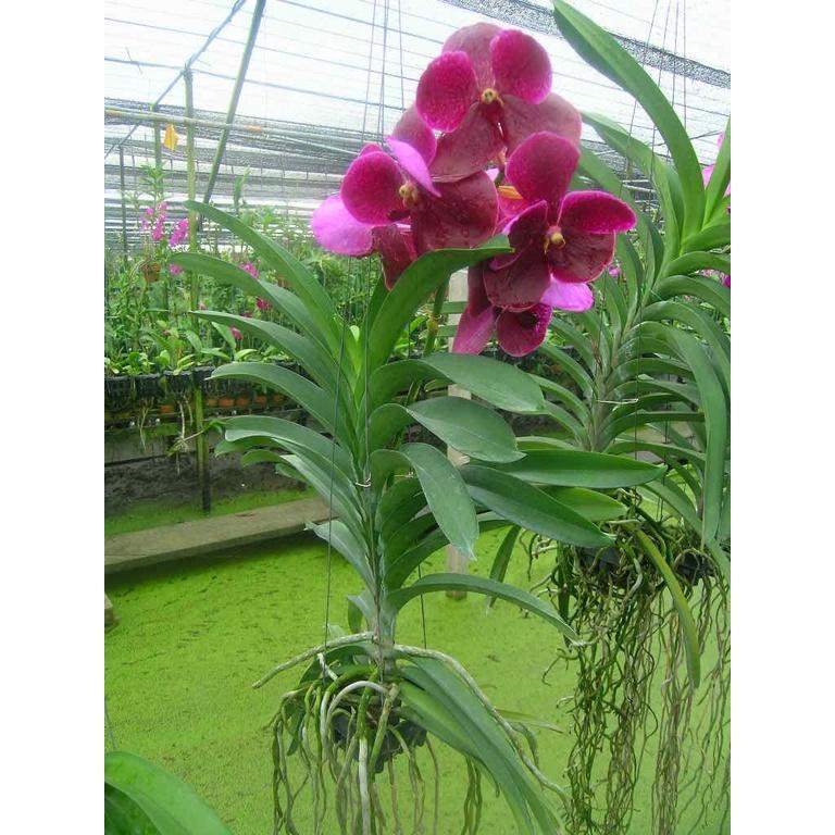 Cây giống lan vanda thái