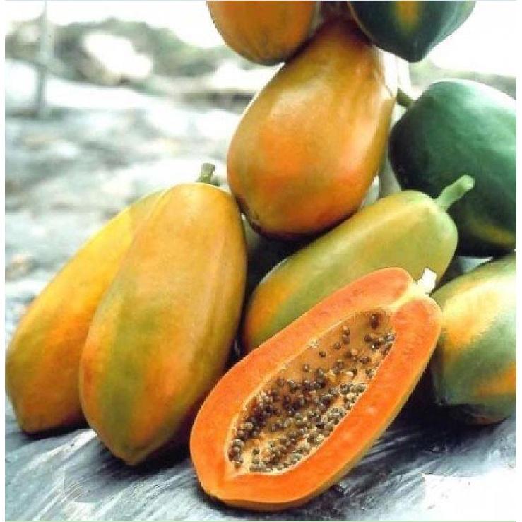 Combo 5 gói Hạt giống đu đủ da xanh lùn siêu trái - Gói 10 hạt-tặng kèm gói phân bón lót