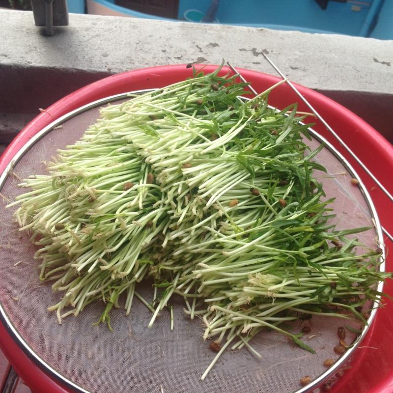 Hạt rau mầm rau muống Thái Lan siêu giòn ngọt - 1kg