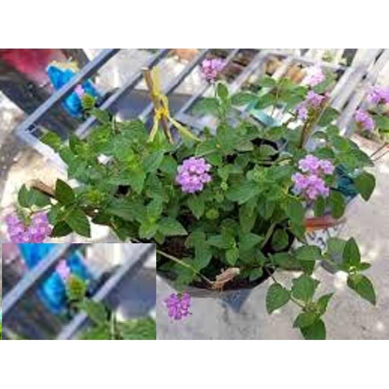 CHẬU HOA CÚC TÍM NGŨ SẮC RỦ LỚN