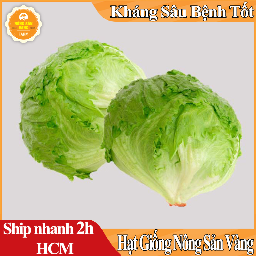 Hạt giống Xà Lách Mỹ Minetto, Chịu Nhiệt Năng Suất Cao - Nông Sản Vàng