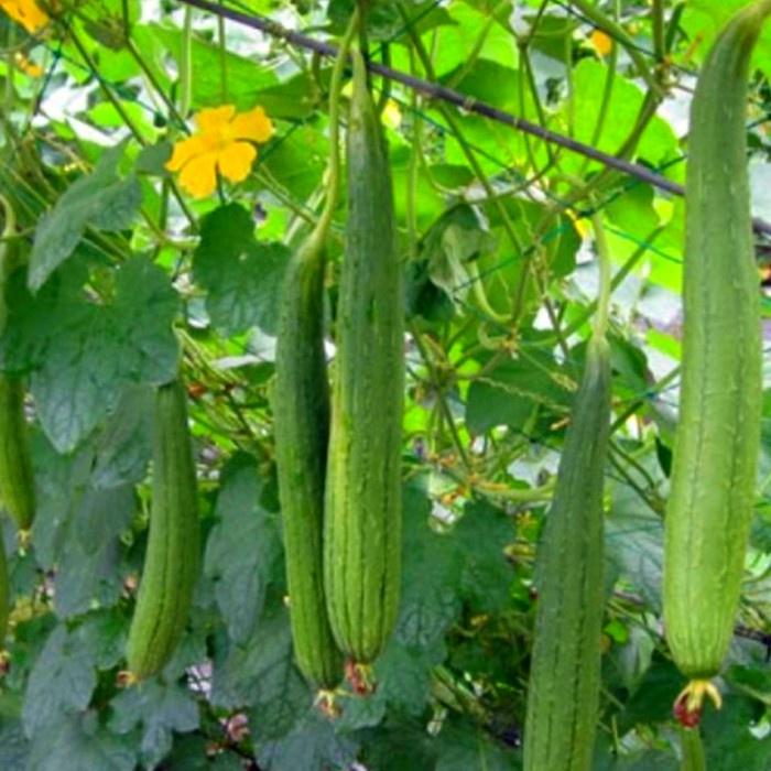 Hạt Giống Mướp Hương Xanh Trái Dài Ra do 32 Dễ trồng, dễ chăm sóc, thơm ngon, năng suất cao, nhanh thu hoạch