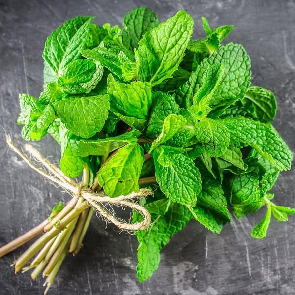 Hạt giống Cây Bạc Hà, Bạc Hà Cay Peppermint