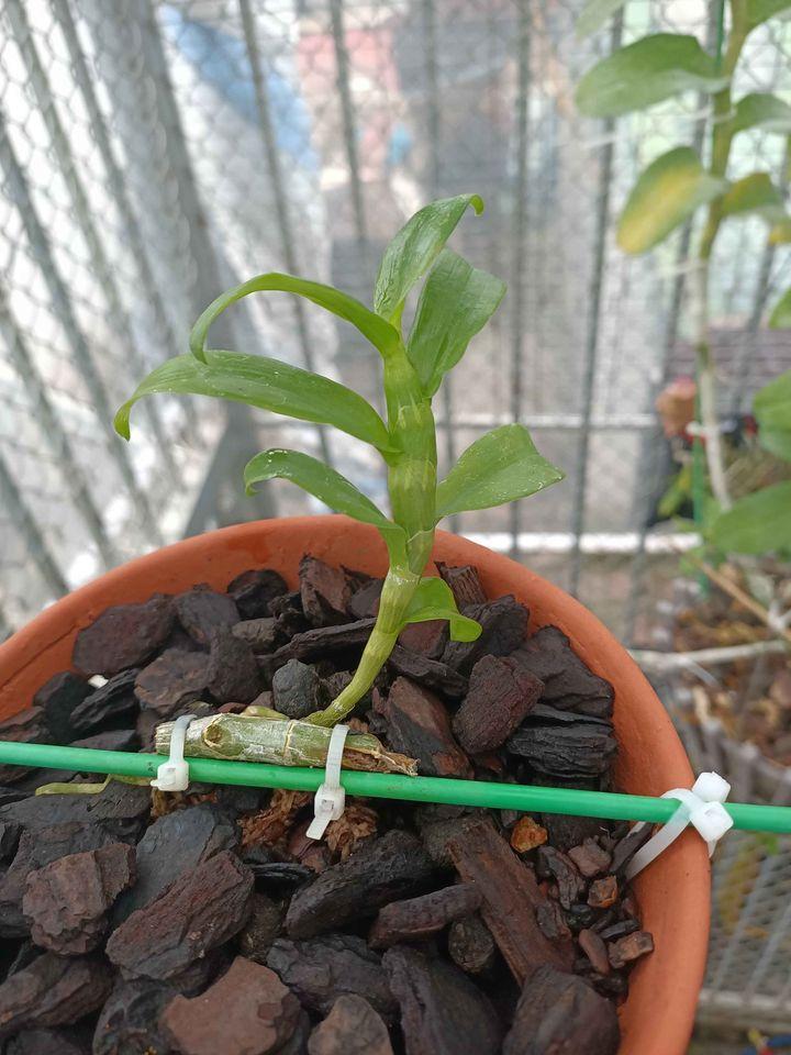 Phi điệp đột biến PHÚ QUÝ CHẤT LƯỢNG UY TÍN
