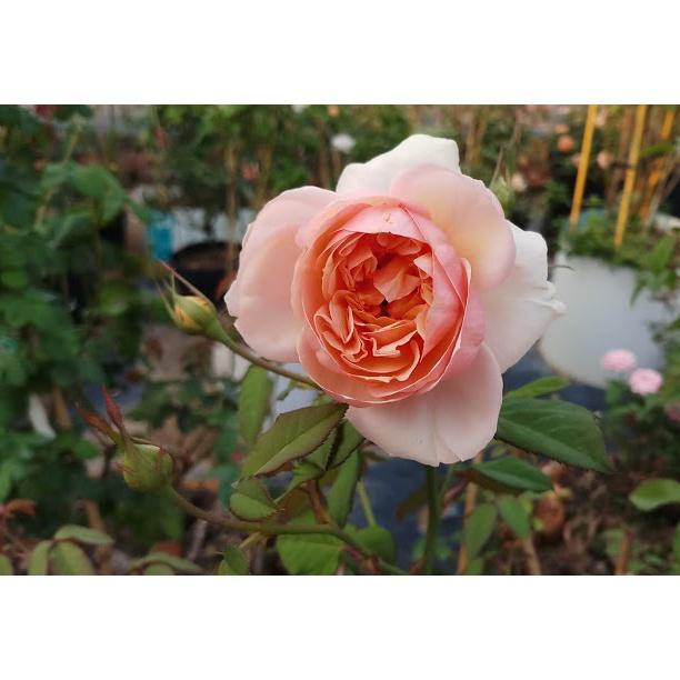Hoa hồng ngoại Kizuna Rose cực đẹp