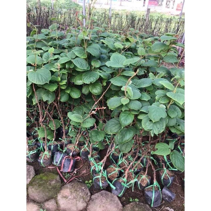 Cây giống kiwi xanh leo giàn -cây giống nhập khẩu