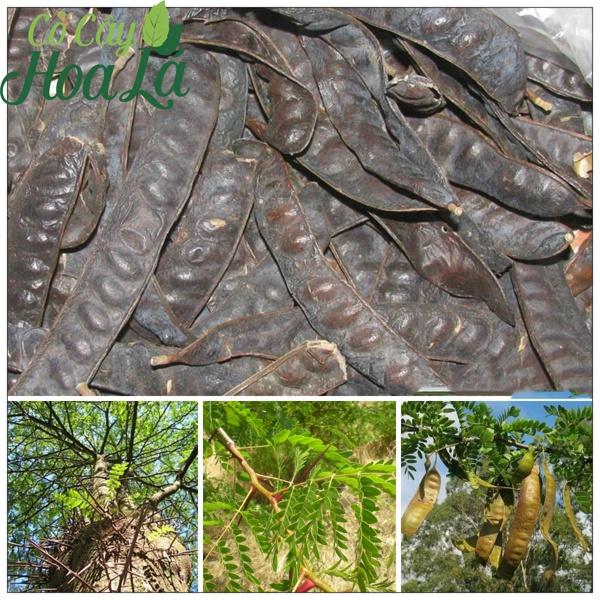 Hạt giống Cây Bồ Kết Cây- -CBK