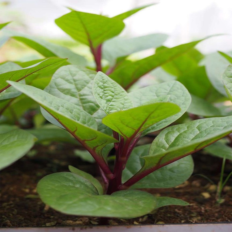 Hạt giống rau Mồng tơi Đỏ - Mồng tơi Tím  VTP202