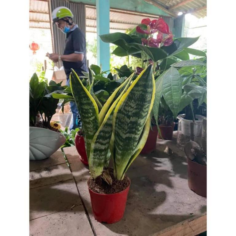 Sản phẩm CÂY LƯỠI HỔ MI NI