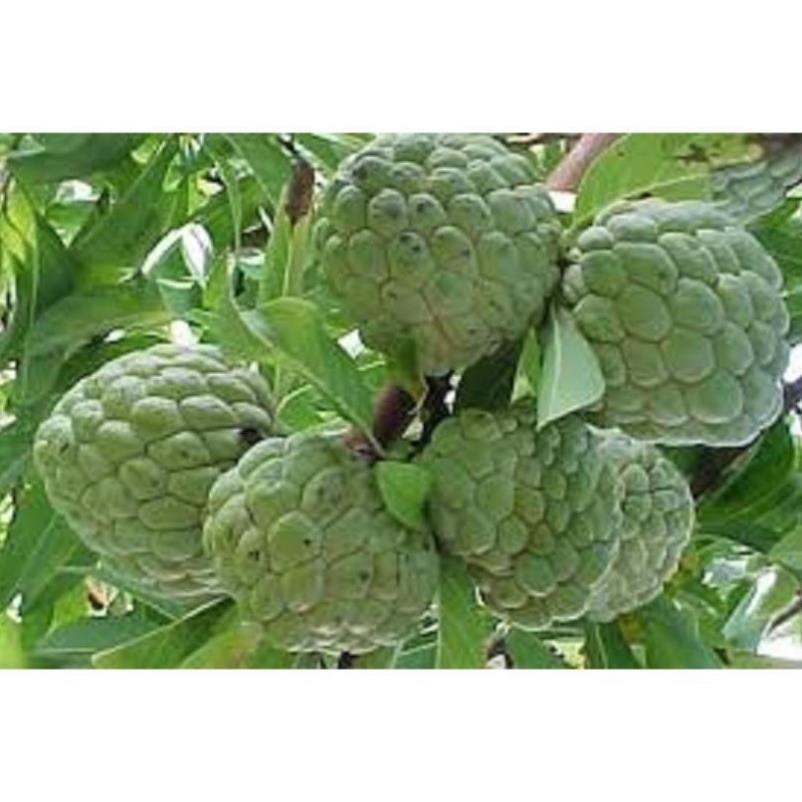 Cây giống na thái hàng cây giống chuẩn F1