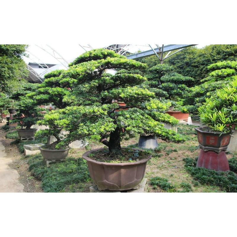 CÂY GIỐNG TÙNG LA HÁN *
