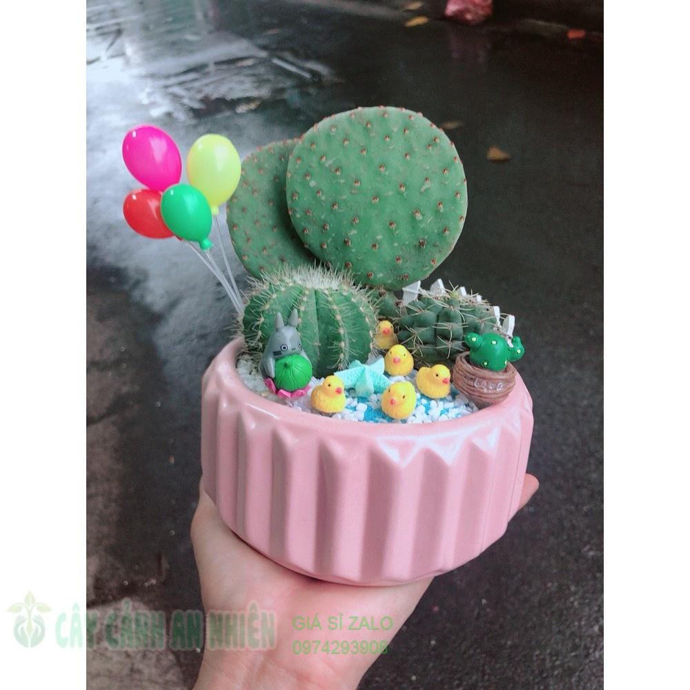 Chậu xương rồng tiểu cảnh