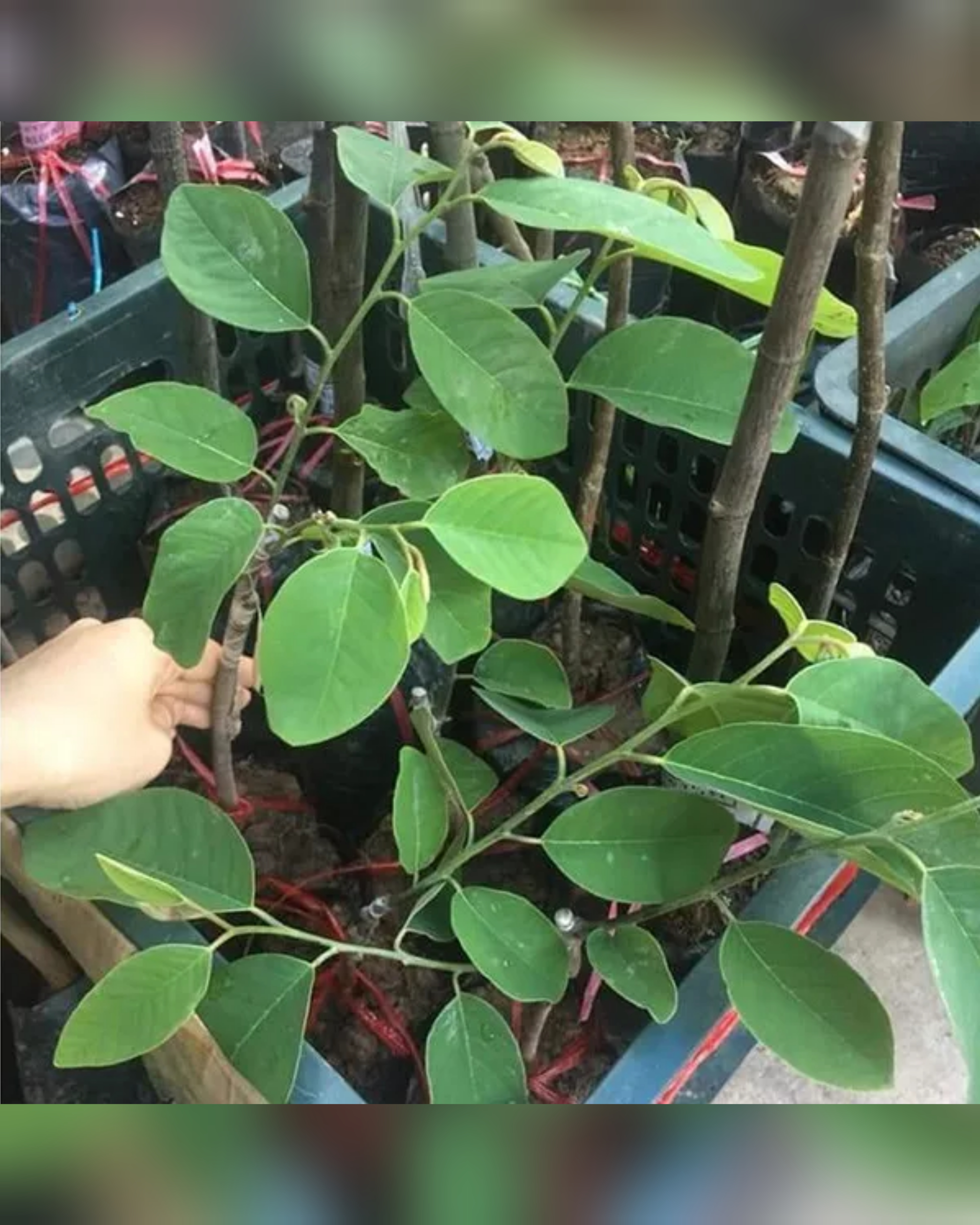 Cây giống na đỏ cao sản cây cao 40cm đến 50cm