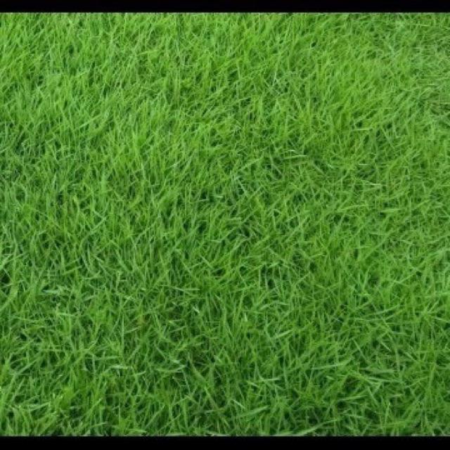 Hạt Giống Thảm Cỏ Bermuda gói 1kg - Cỏ Sân Vườn - Cỏ Thảm - Cỏ Trồng Cảnh Quan