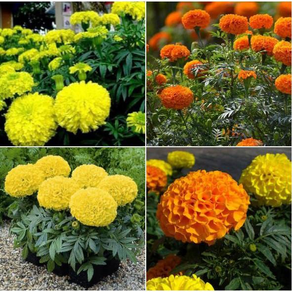 Combo 5 Gói Hạt giống hoa Cúc Vạn Thọ Mỹ Mix màu tặng gói kích thích