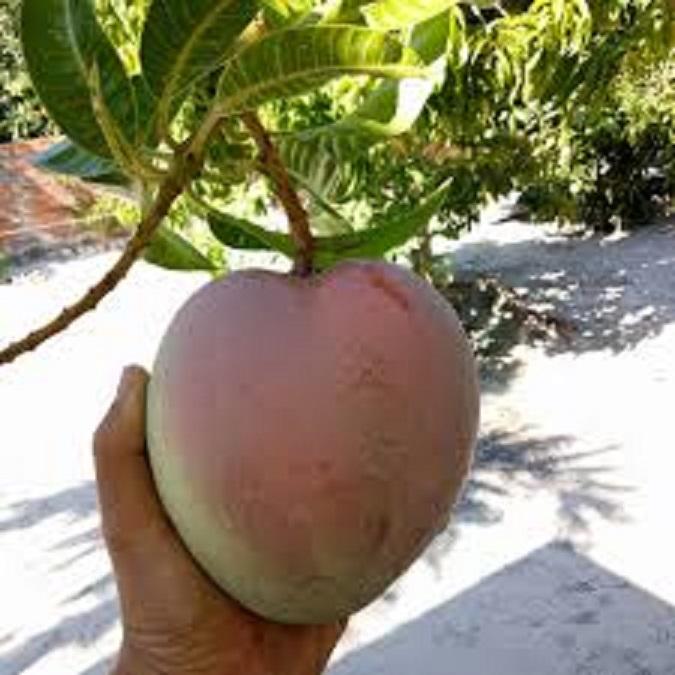 Cây xoài úc quả bụ, cây XOÀI ÚC ghép, cây giống to khỏe, bầu lớn gửi đi nguyên bầu