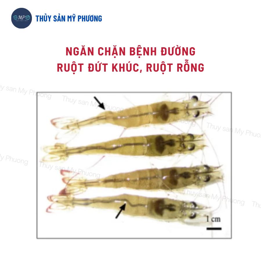 Ks đường ruột lò xo phân trắng đứt khúc Rifaxime nhiễm trùng xuất huyết sình bụng không tiêu tôm thẻ cá lươn ếch ốc baba