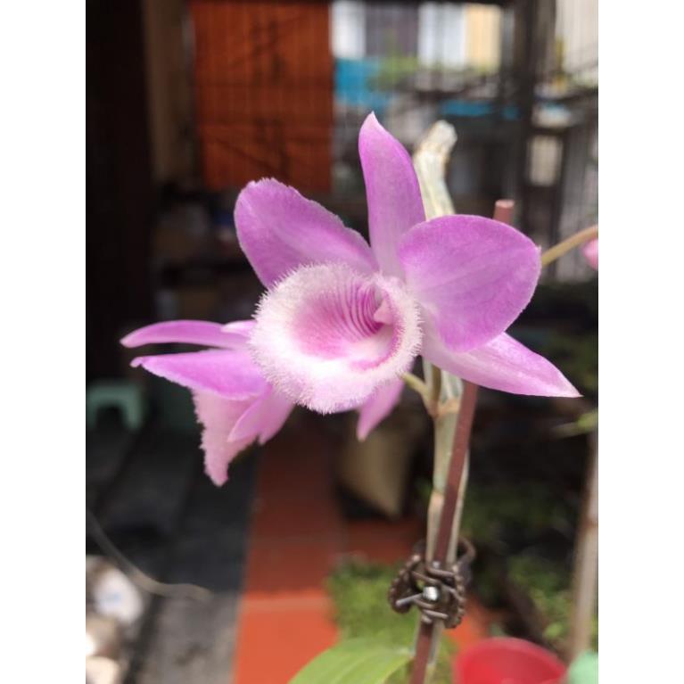 Hoa lan hồng ngọc cây đang nụ