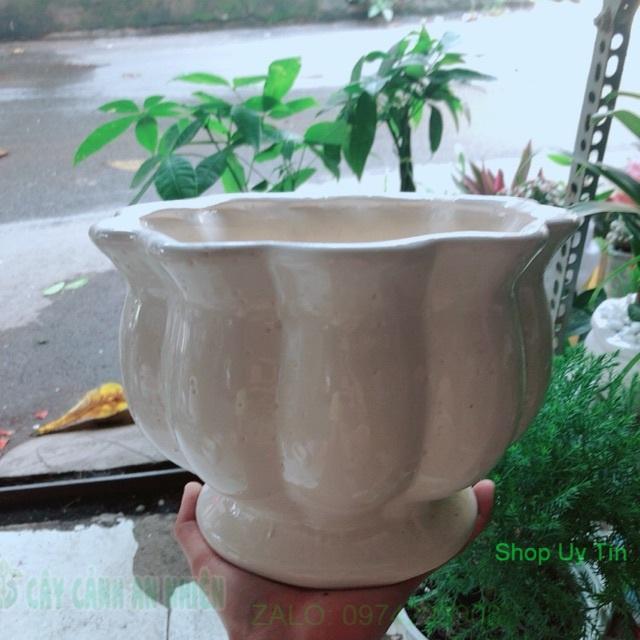 Chậu Trồng Cây