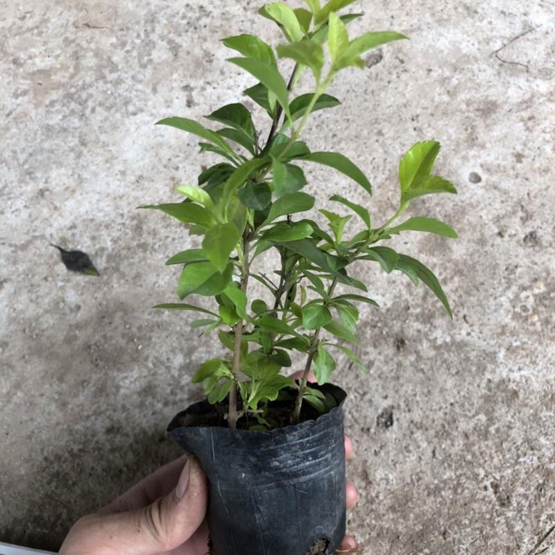 Cây Chuỗi Ngọc Trồng Bịch Cao 20cm Nhiều Ngọn , cây đẹp, cam kết chất lượng