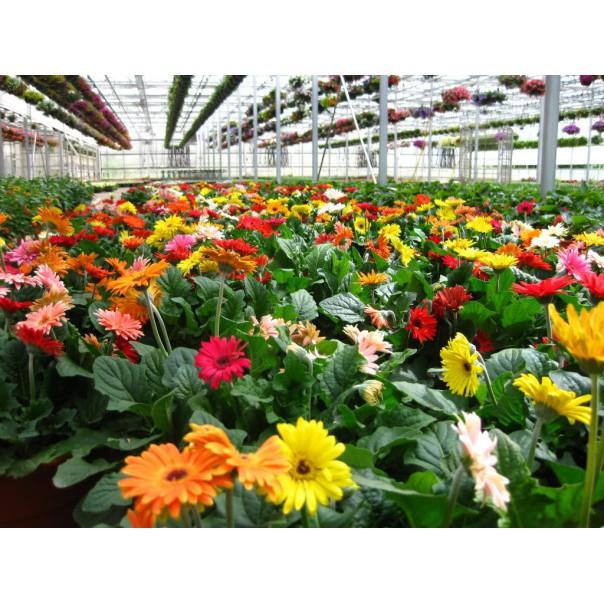 Đồng tiền hà lan kép