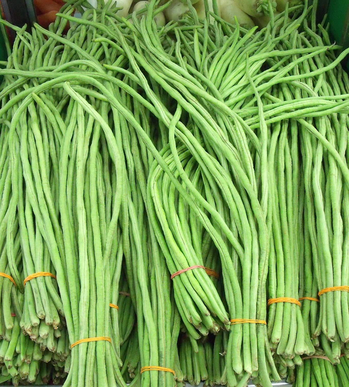 Hạt giống đậu đũa xanh cao sản
