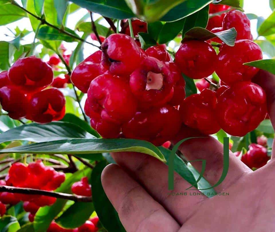 Giống Mận Hoàng Yến Trái Nhỏ Mọng Nước
