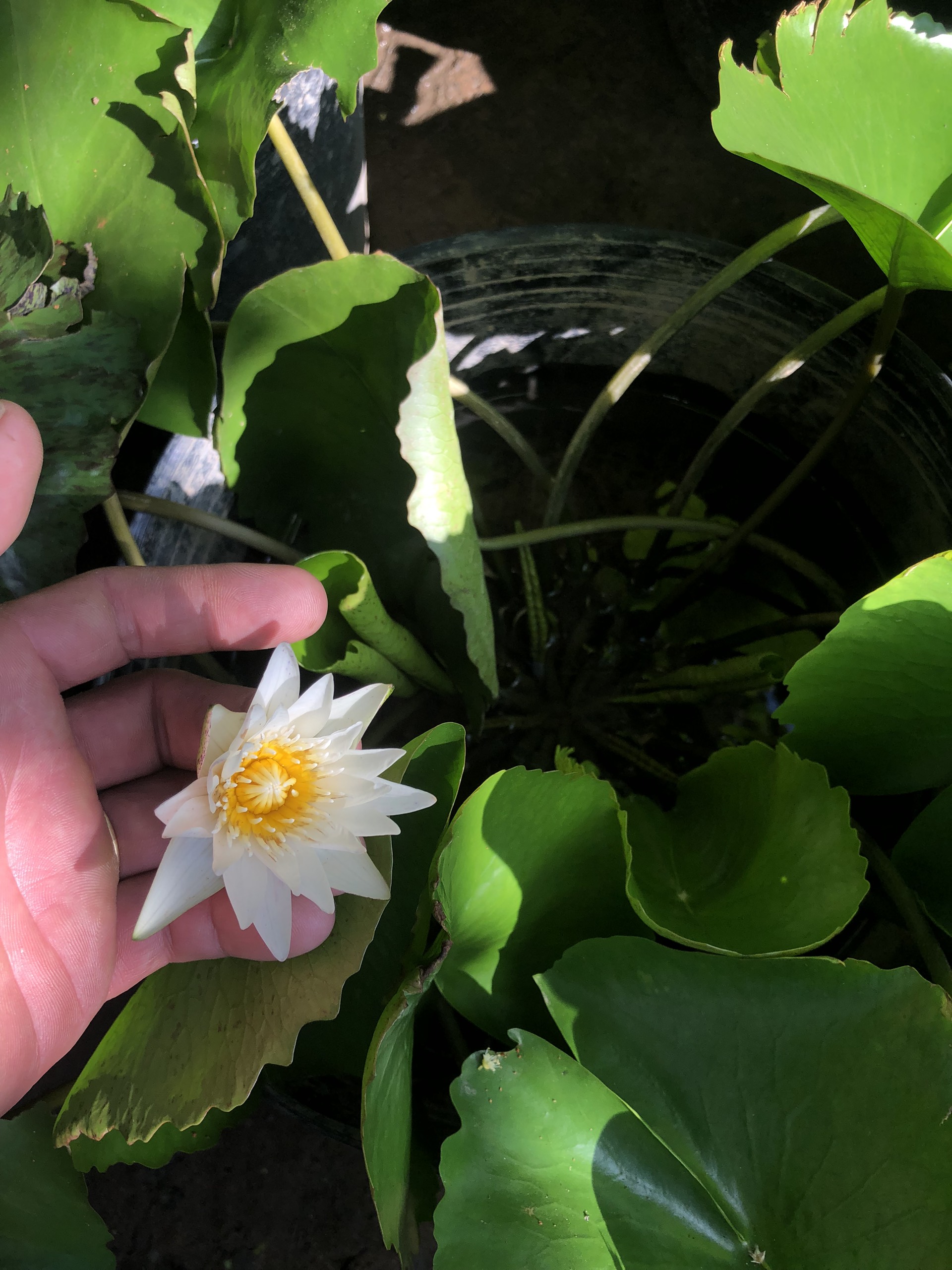 Chậu hoa water lily hoa màu trắng