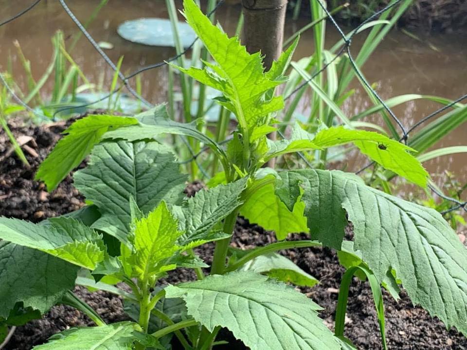 Hạt Giống Rau Tàu Bay - 1 gói 20 hạt