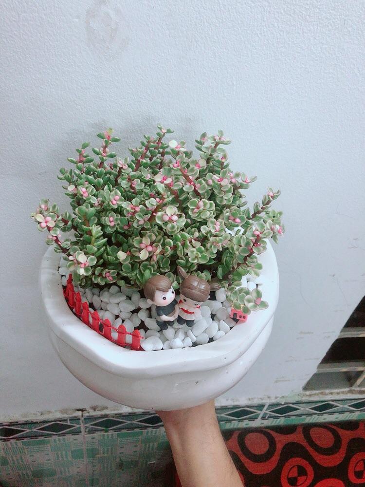 Chậu Cây Cành Vàng Lá Ngọc