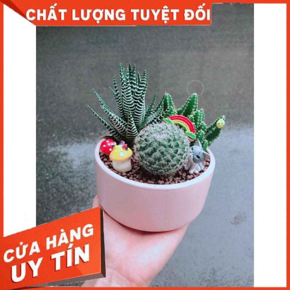 Chậu sen đá tiểu cảnh 23