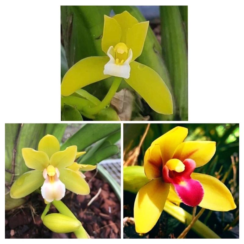 Lan kiếm giống số 1 thái hàng gieo hạt