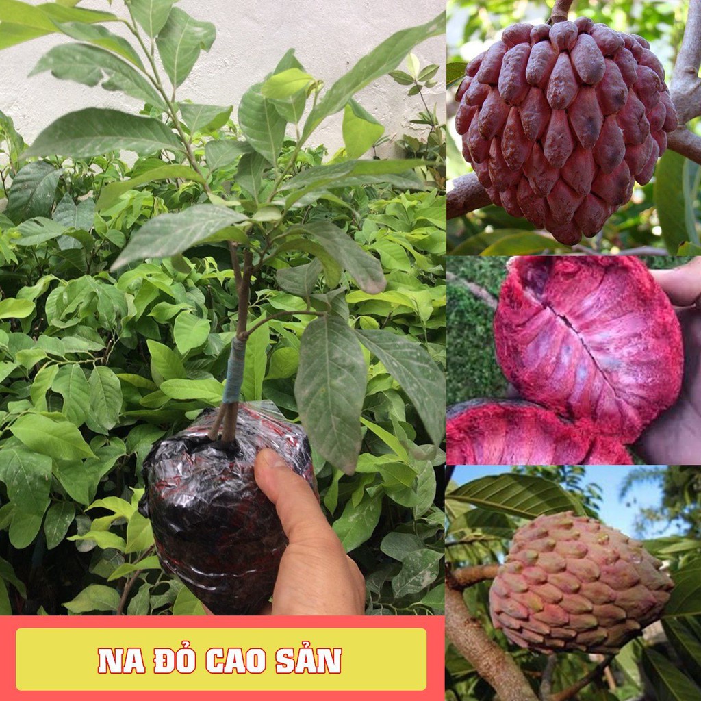 CÂY GIỐNG NA ÚC ĐỎ SIÊU SỚM