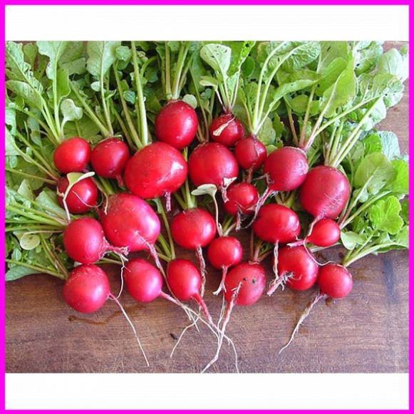 Gói 5g hạt giống củ cải đỏ tròn+ 700g phân thỏ hữu cơ
