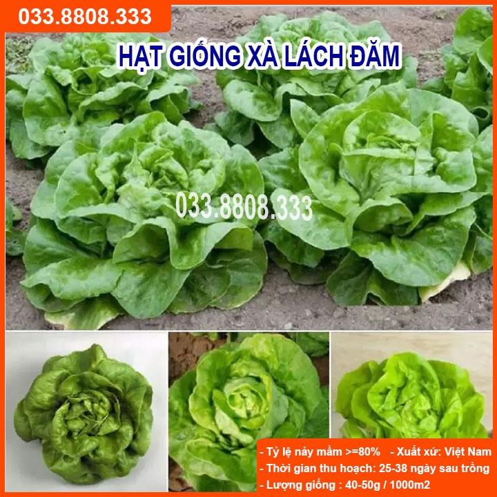 Hạt Giống Xà Lách Đăm  2g - Giống Tốt Giá Rẻ