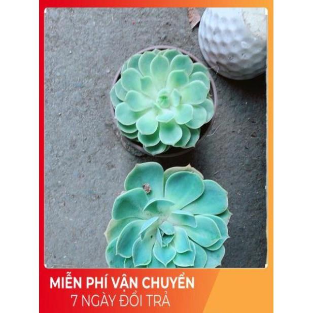 Sen Đá Size Trung 35k