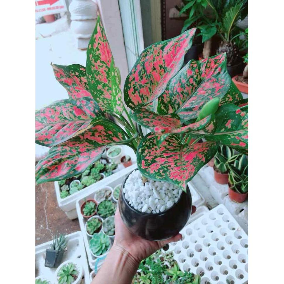 Chậu vạn lộc Bán Chạy