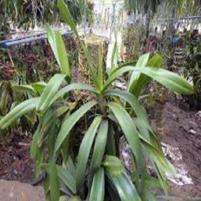 Hoa lan giáng hương đuôi cáo