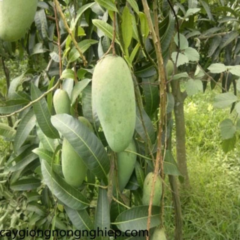 GIỐNG CÂY SOÀI THÁI GHÉP