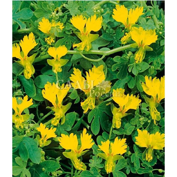 Hạt giống hoa dây leo cánh phượng - gói 4 hạt