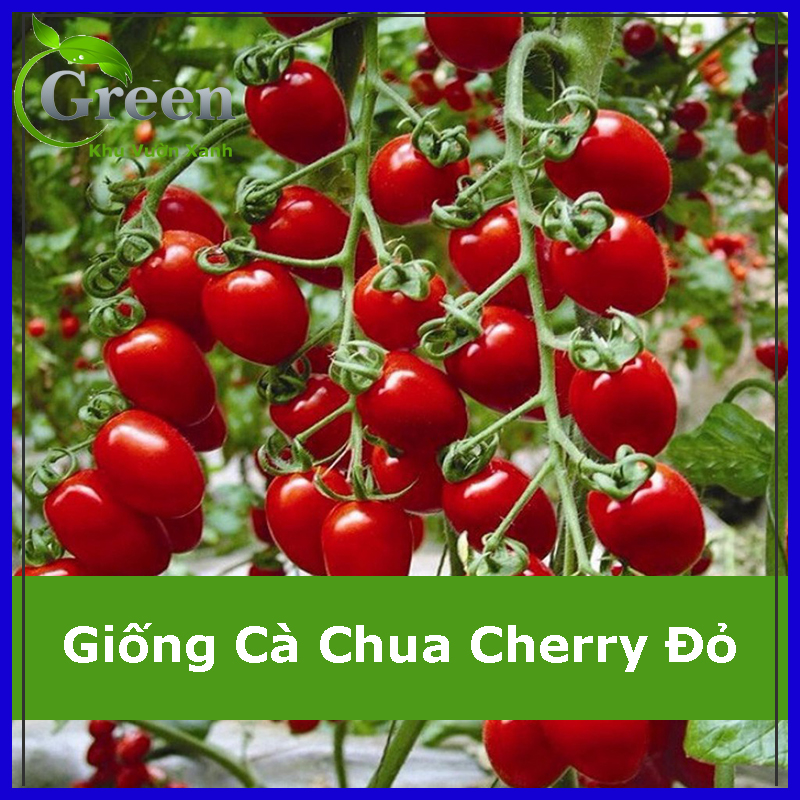 Hạt Giống Cà Chua Cherry Đỏ Lai F1