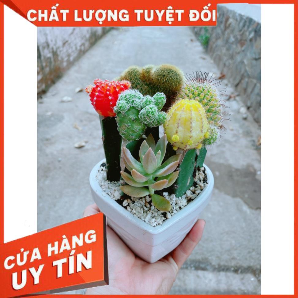 Chậu xương rồng tiểu cảnh