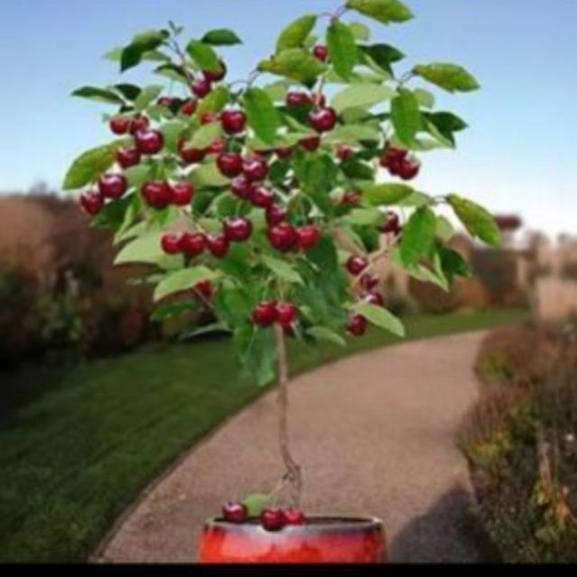 Cherry Brazil Nhiệt Đới Giống Chuẩn F1