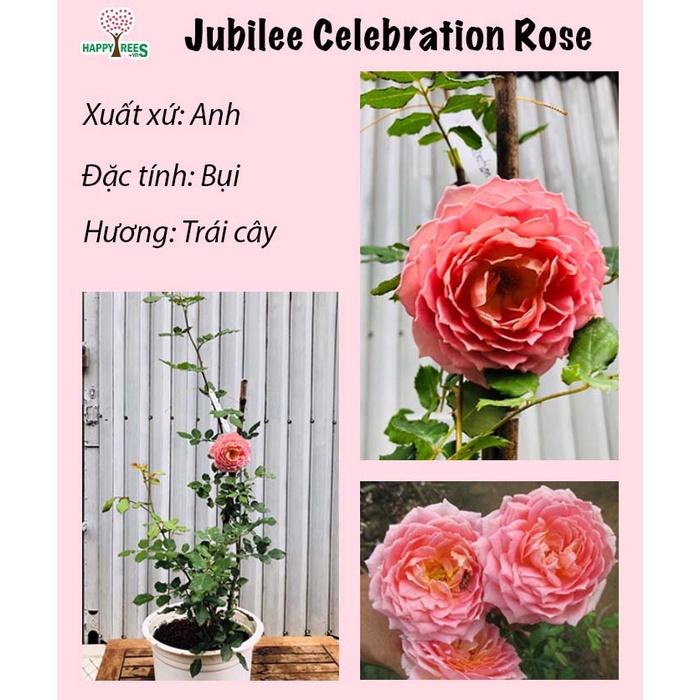 Cây Hoa hồng ngoại Jubilee Celebration rose – Bông lớn – Hương thơm đậm