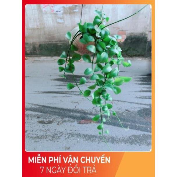 Đô La Dây Vỏ Ốc